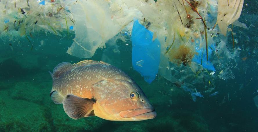 Scoperti nel plancton copepodi e funghi in grado di degradare la bioplastica dispersa in mare